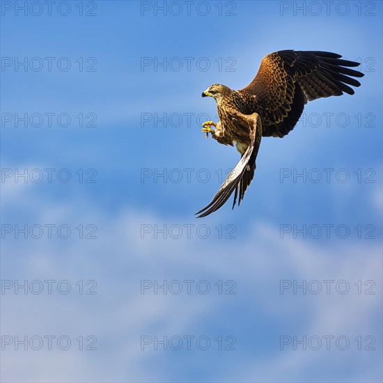 Red Kite