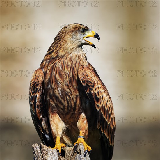 Red Kite