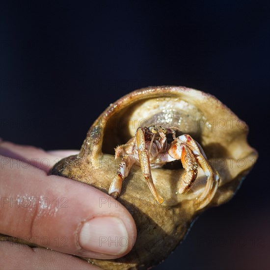 Hand holding snail shell with hermit crab