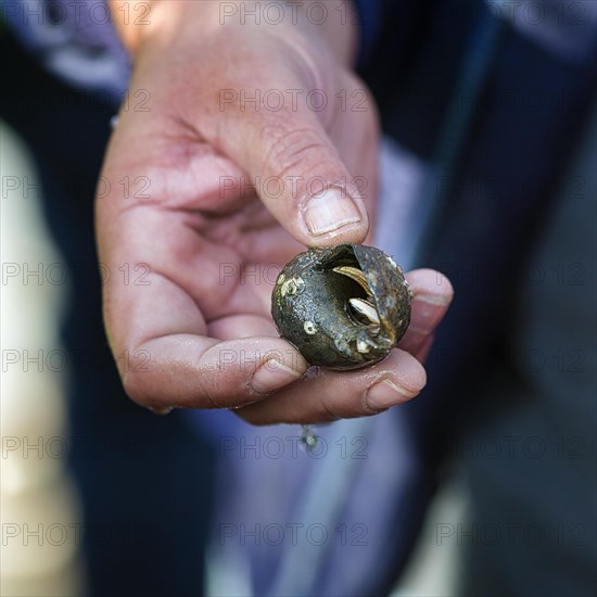 Hand holding snail shell with hermit crab