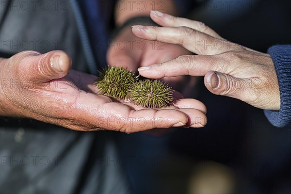 Sea urchin