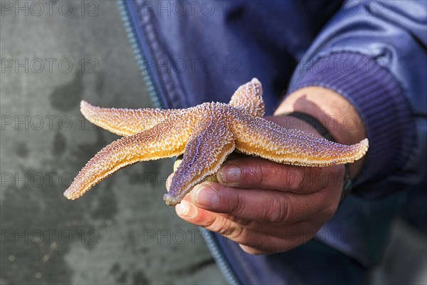 Common starfish