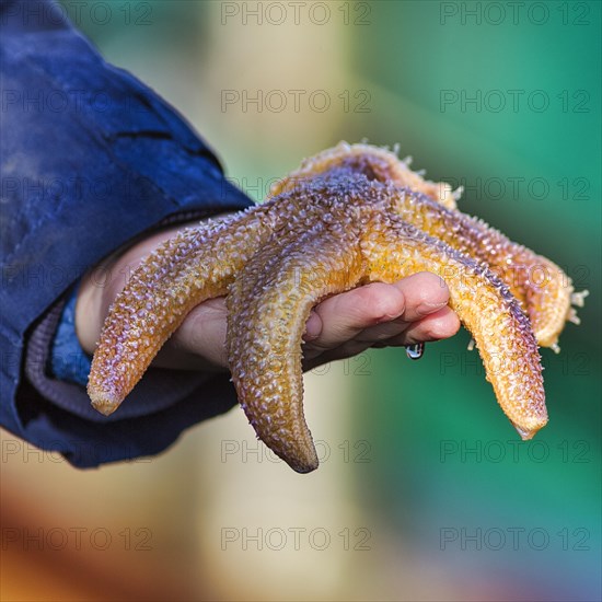 Common starfish