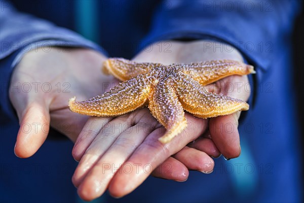 Common starfish