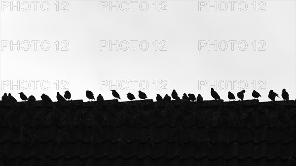 A flock of common starling