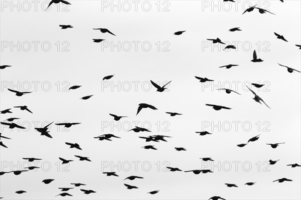 A flock of common starling