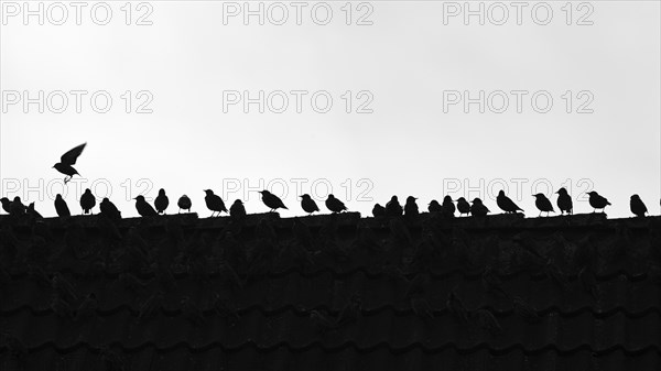 A flock of common starling