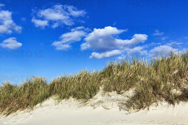 Dunes overgrown with grasses