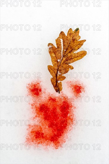Oak leaf and traces of blood on the snow