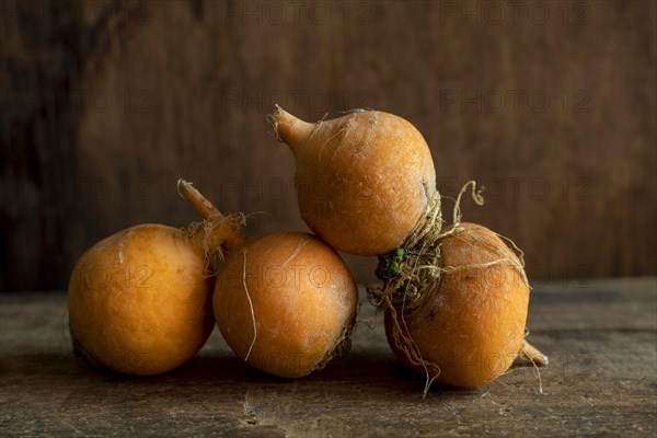 Golden ball turnip on a brown background