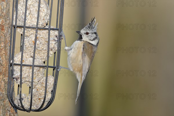 Crested Tit