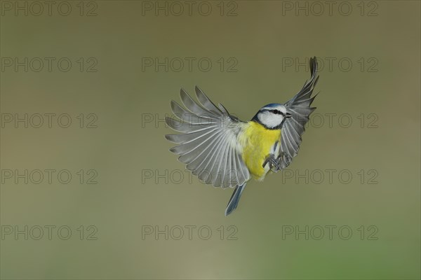 Blue Tit