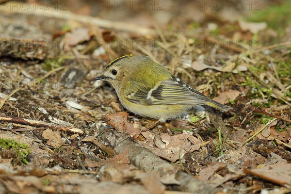 Winter Goldcrest