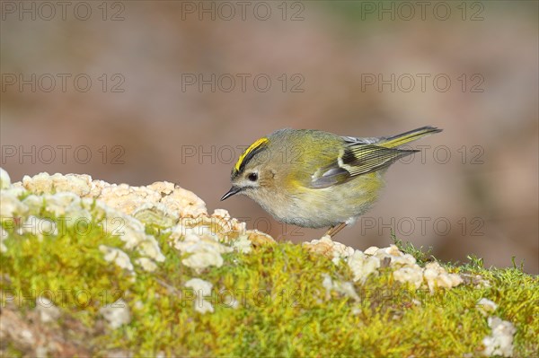 Winter Goldcrest