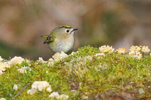 Winter Goldcrest