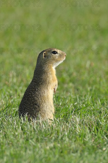 European ground squirrel