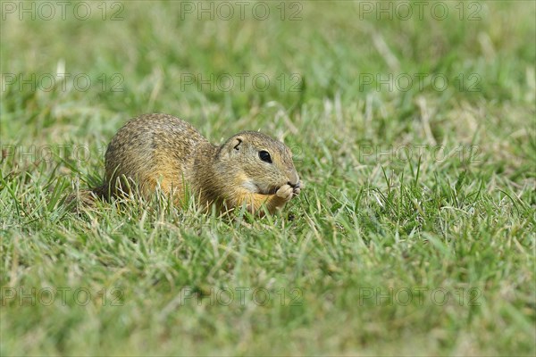 European ground squirrel