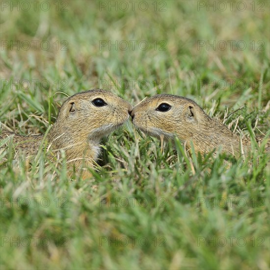 European ground squirrel