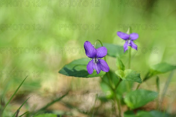 Heath dog-violet