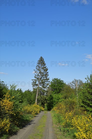 Forest path with yellow flowering broom