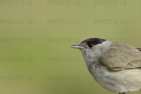 Blackcap