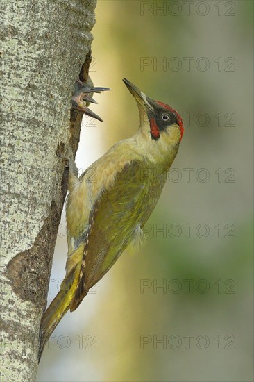 European green woodpecker