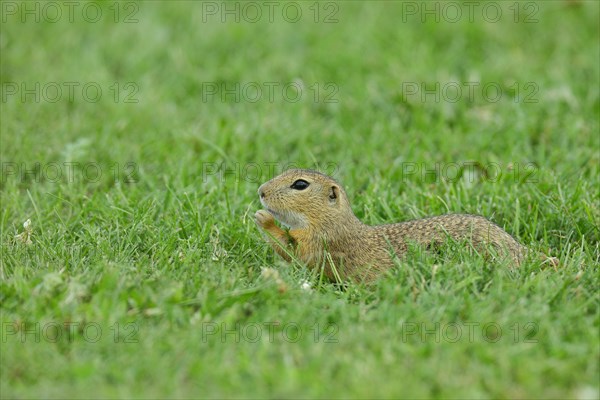 European ground squirrel