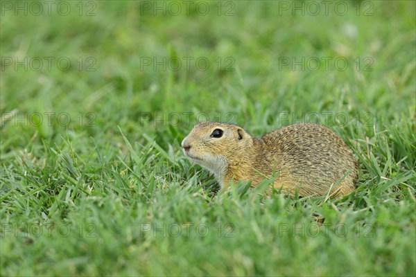 European ground squirrel