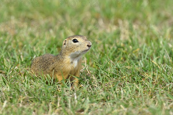 European ground squirrel