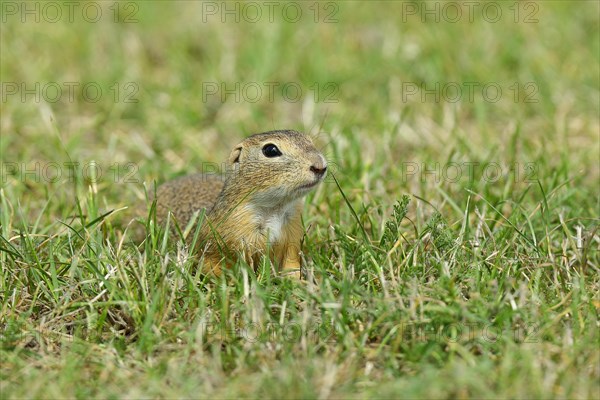 European ground squirrel