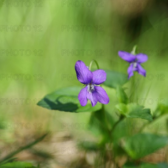 Early-dog violet