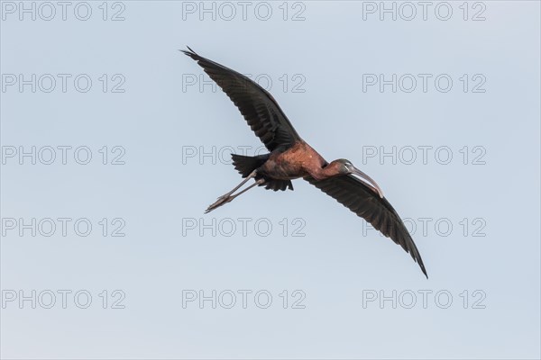 Glossy Ibis