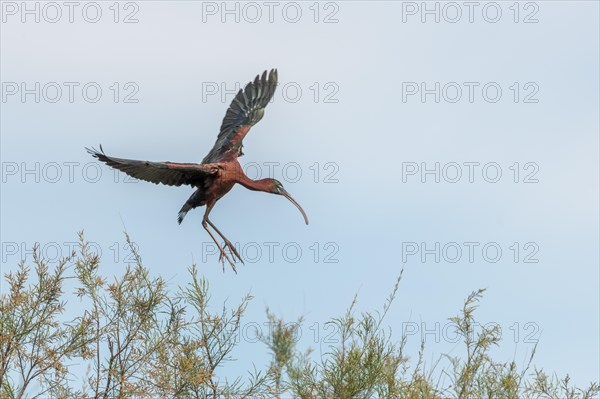 Glossy Ibis