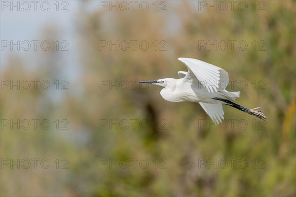 Lesser Egret