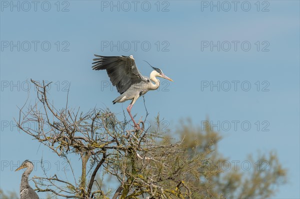 Grey heron