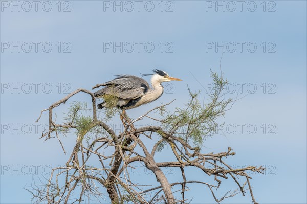 Grey heron