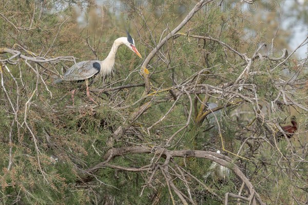 Grey heron