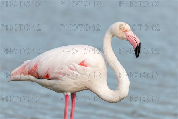 Greater Flamingos