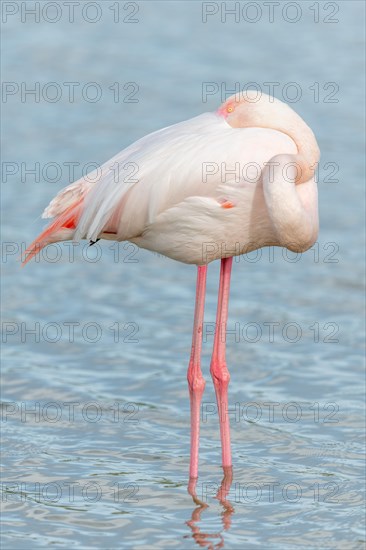 Greater flamingos