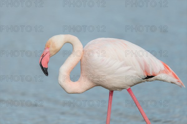 Greater Flamingos