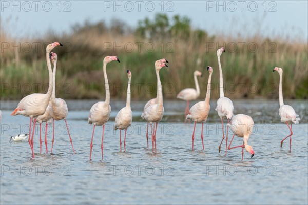 Greater Flamingos