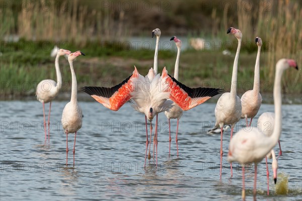 Greater Flamingos