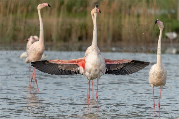 Greater Flamingos