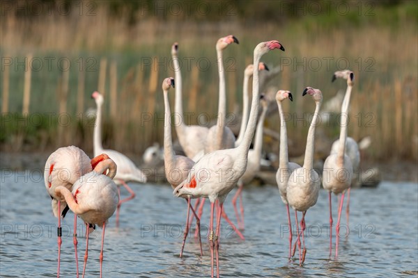 Greater Flamingos