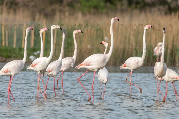 Greater Flamingos