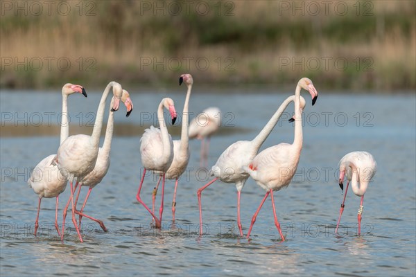 Greater Flamingos