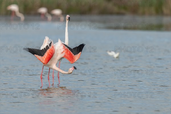 Greater Flamingos