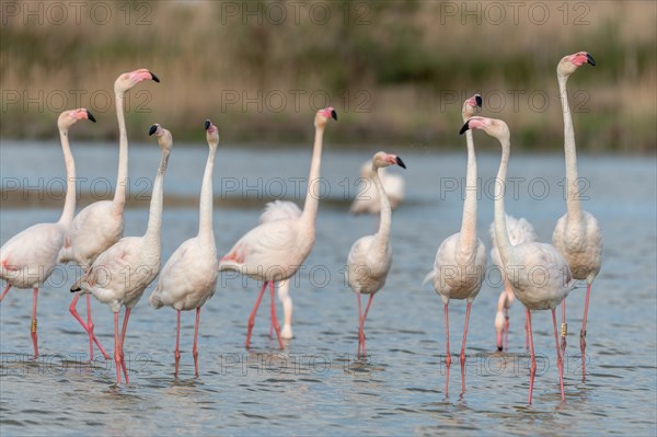 Greater Flamingos