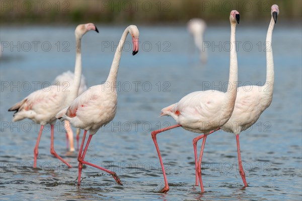 Greater Flamingos