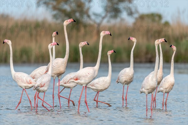 Greater Flamingos